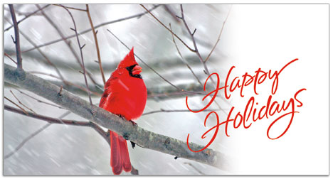 Holiday Cardinal Card D3188T-B