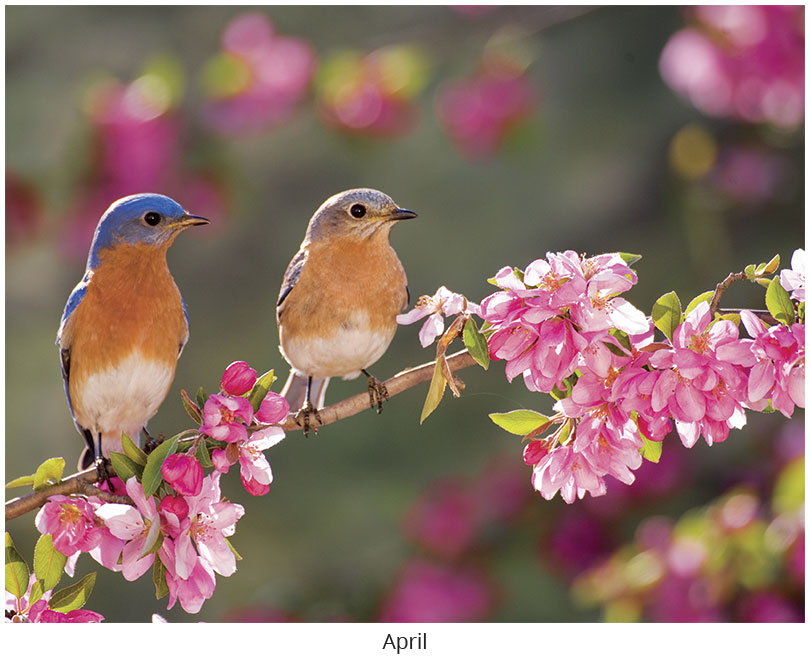 Scenic Seasons Wall Calendar DWP1126
