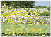 Floral Meadows Spring Card D4068U-Y