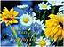 Wildflowers Birthday Card A9013U-X